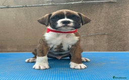 Boxer dogs for sale: Champion sired Lovely  Boxer Puppy Available  - Image 1