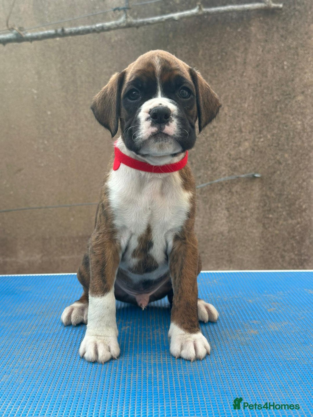 Boxer dogs for sale: Champion sired Lovely  Boxer Puppy Available  - Image 1