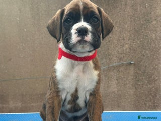 Boxer dogs - Advert 25