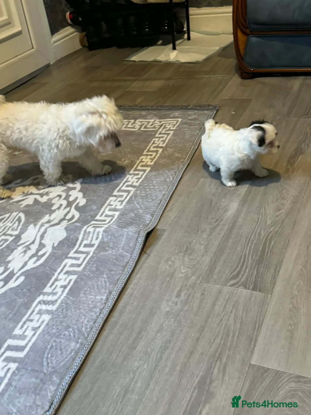 Zuchon dogs for sale: Bichon - Advert 9