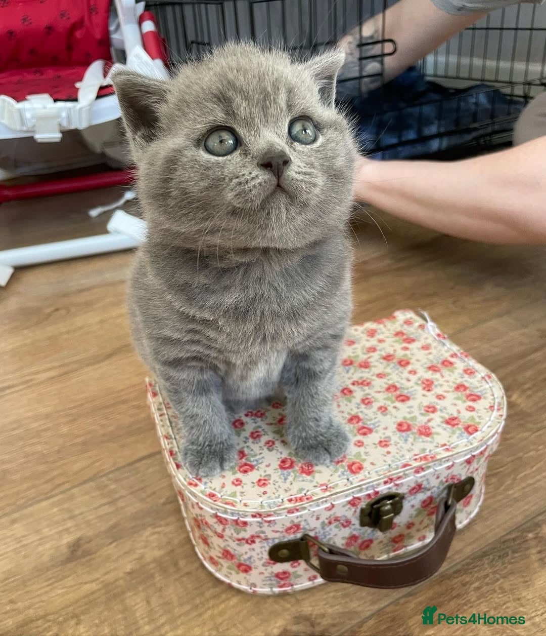 British Shorthair cats for sale: British Shorthair Kittens for sale - Advert 5