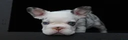 French Bulldog dogs for stud: Panda harlequin Husky koi Proven stud 🧬🔥 - Advert 5