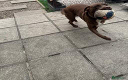 Mixed Breed dogs for sale: Vând Labrador Ciocolatiu - Image 6