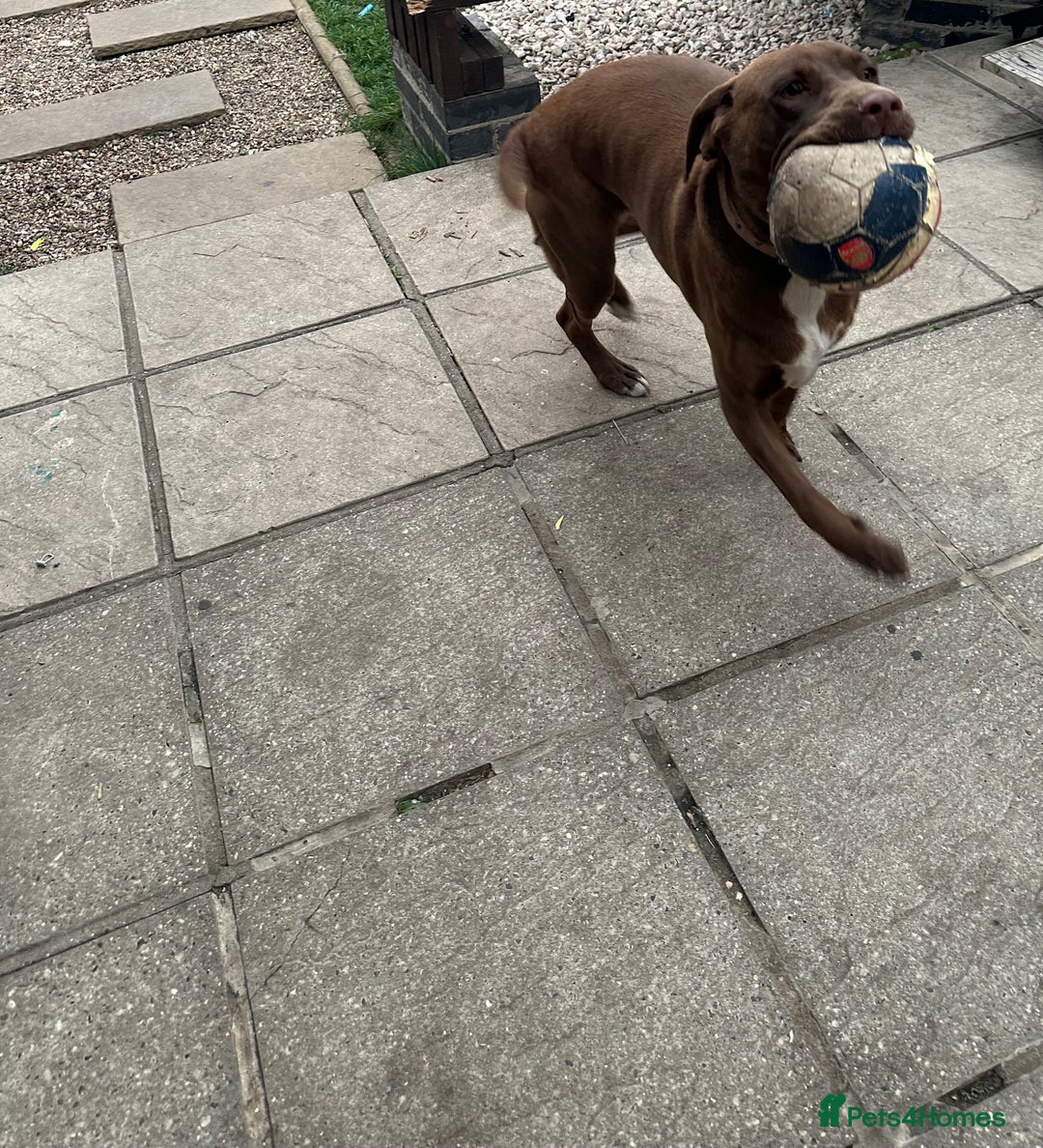 Mixed Breed dogs for sale: Vând Labrador Ciocolatiu - Image 6