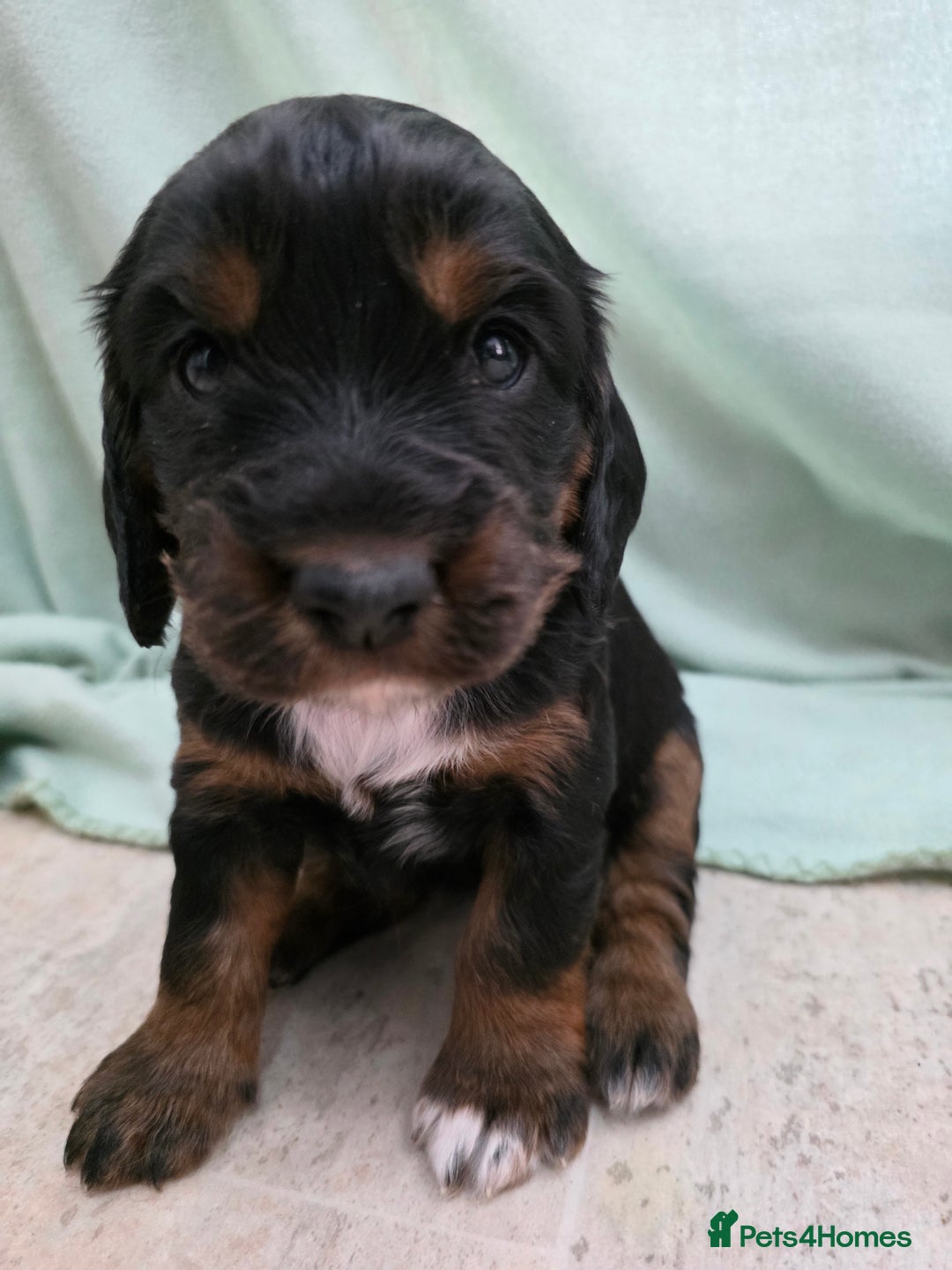 Cocker Spaniel dogs for sale: 1 left Working coker spaniel  - Advert 22