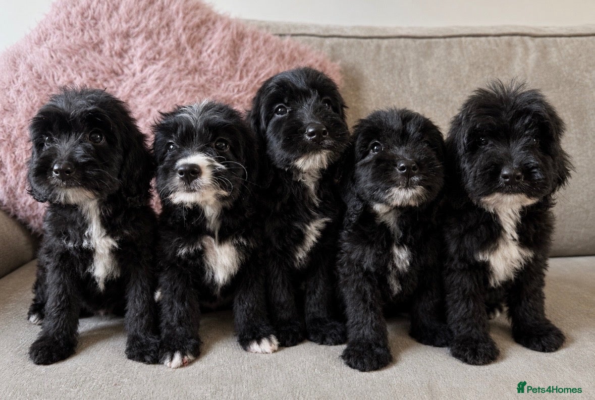 Cockapoo dogs for sale: Adorable Cockapoos’s ready now - Advert 13