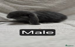 French Lop rabbits for sale: Beautiful French Lop Bunnies - Image 3