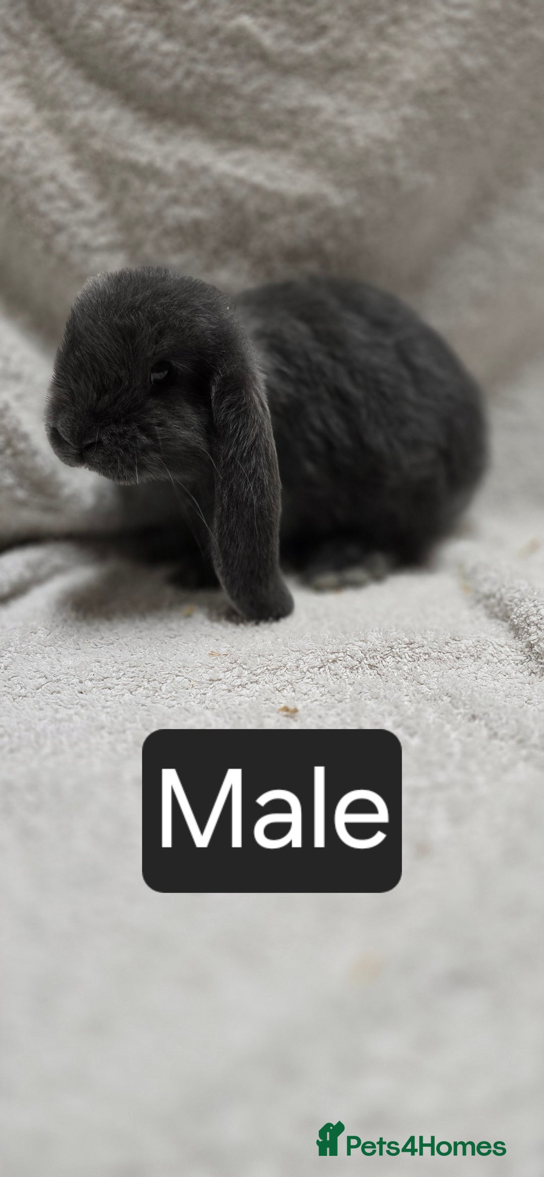 French Lop rabbits for sale: Beautiful French Lop Bunnies - Image 3
