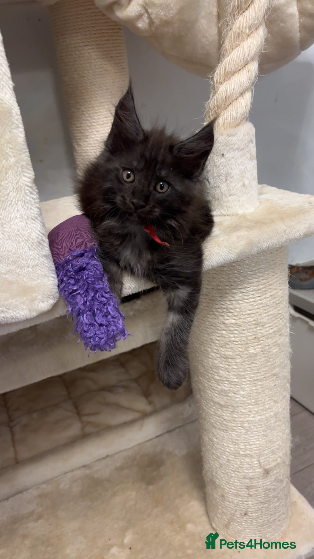 Maine Coon cats for sale: Precious little babies ❤️💙 - Image 7