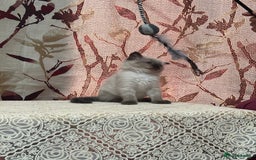 Ragdoll cats for sale: Cute ragdoll🌹🤎 - Image 23