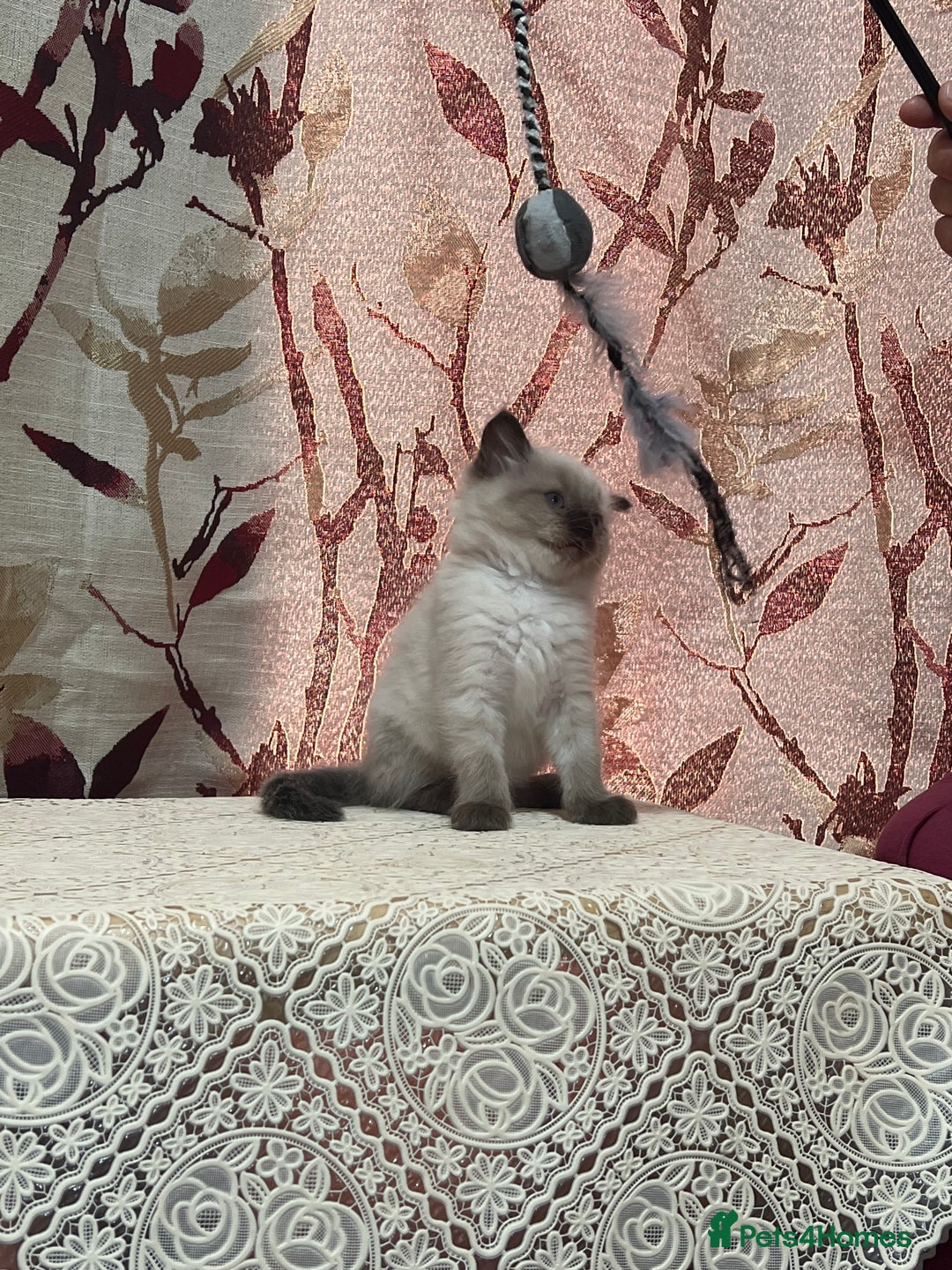 Ragdoll cats for sale: Cute ragdoll🌹🤎 - Image 23