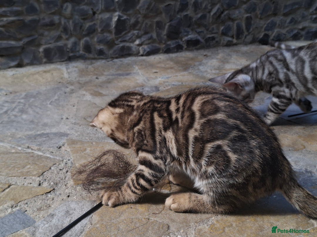 Bengal cats for sale: Show quality pure bengal kittens. - Image 8