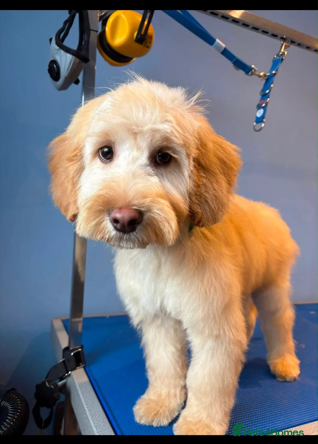 Cockapoo dogs for sale: 1 year old cookerpoo - Advert 1