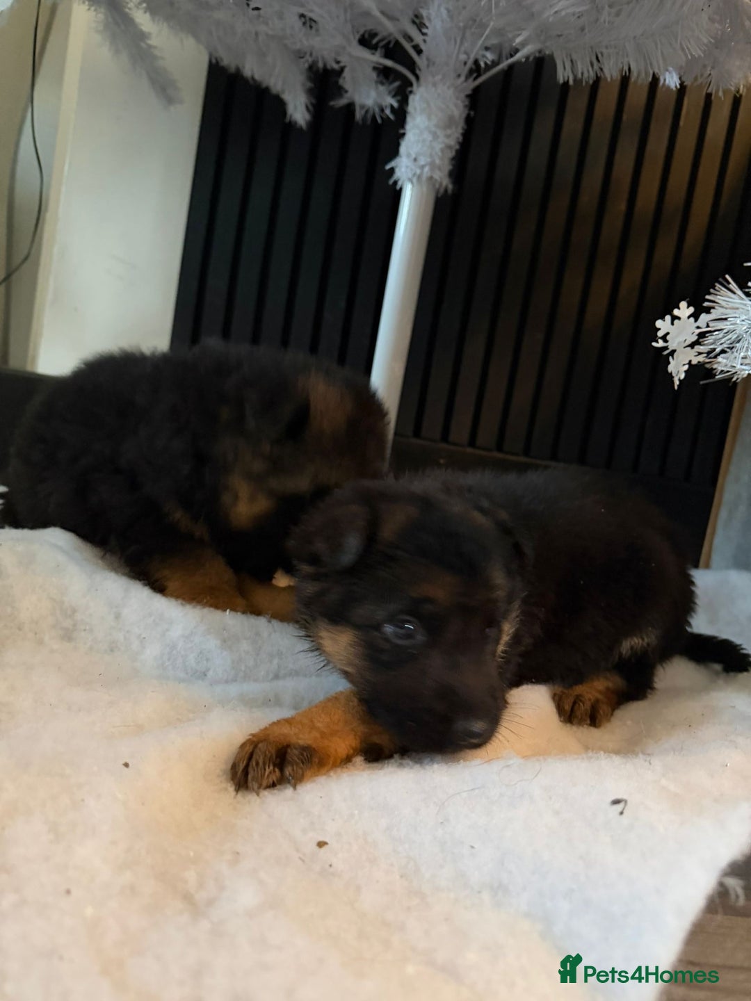 German Shepherd dogs for sale: German Shepard puppies  - Advert 15