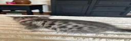 Bengal cats for sale: Bengal cross kittens in Frodsham - Advert 17