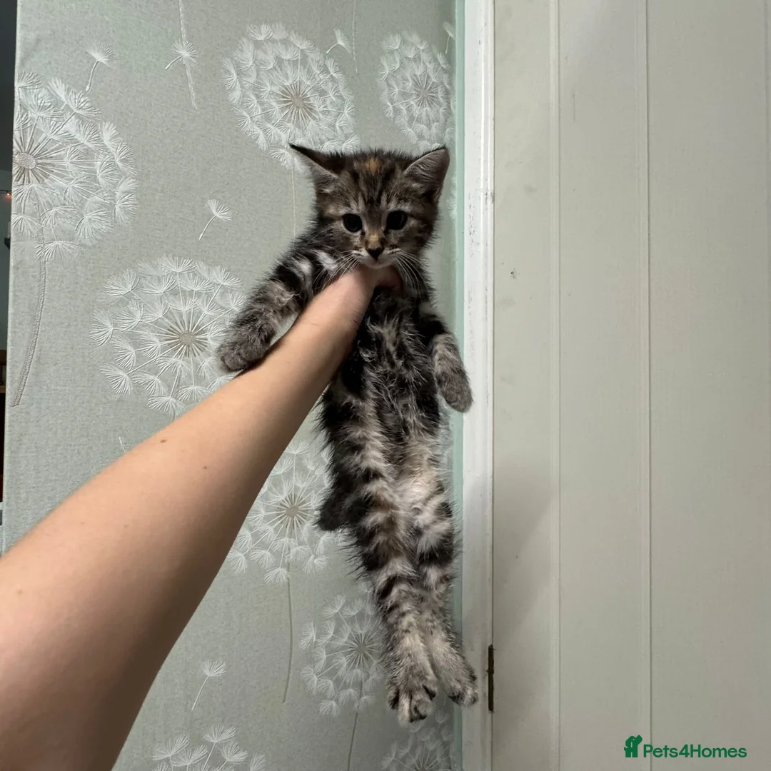 Mixed Breed cats for sale: Beautiful kittens in Helston - Advert 2