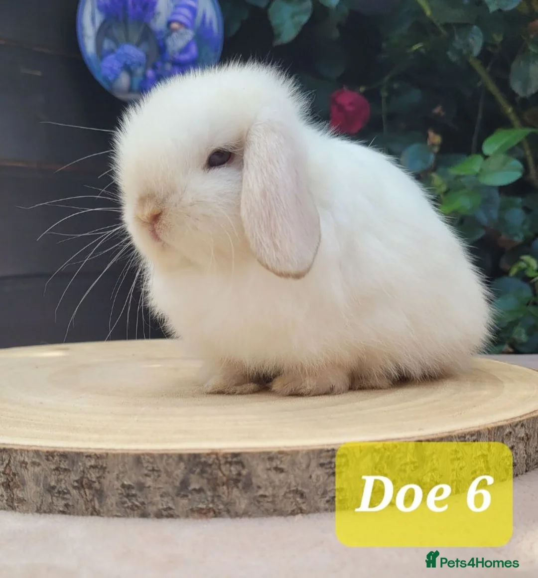Mini Lop rabbits for sale: Beautiful pure bred mini lops - Advert 8