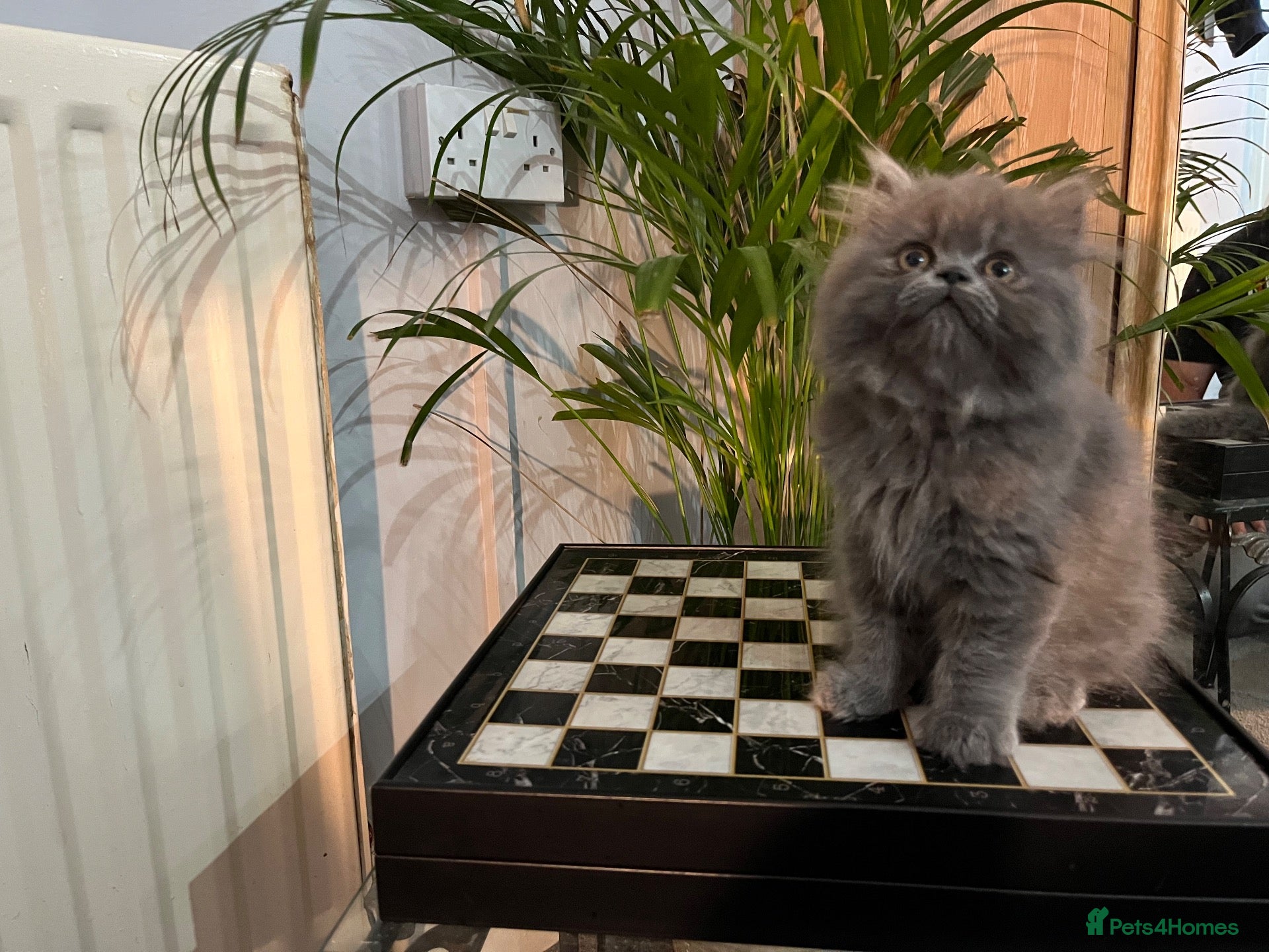 Persian cats Soo affectionate "Hand reared",persian kitten (M)  - Advert 2