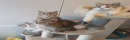British Shorthair cats for sale: Ready to leave🐱 - Advert 8
