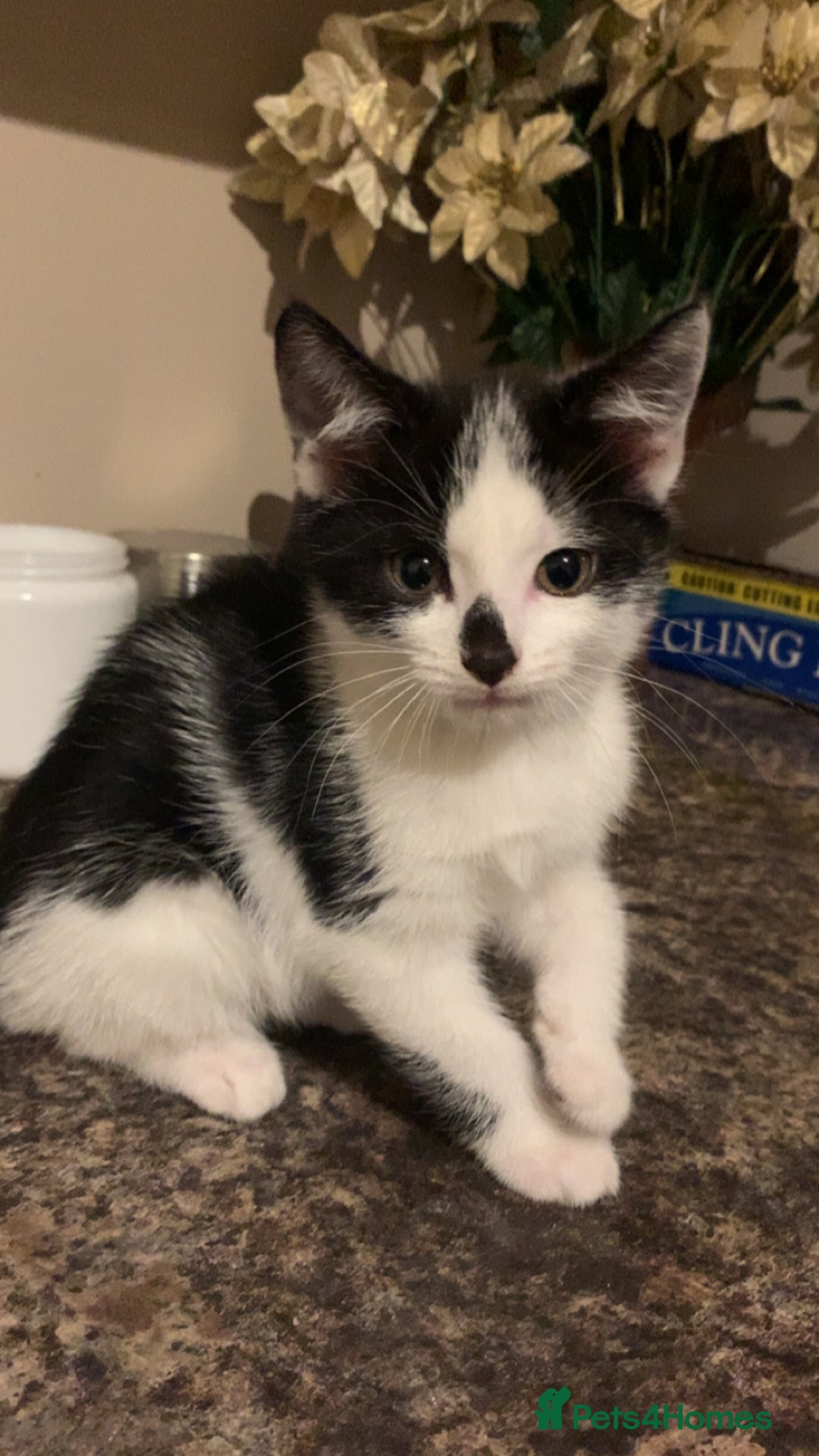 Mixed Breed cats for sale: Kittens for sale - Image 4