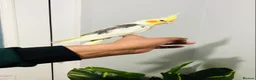 Cockatiels birds for sale: Beautiful hand tamed cockatiel for sale. - Advert 3