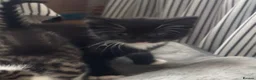 Mixed Breed cats for sale: beautiful kittens ready for a welcoming home in Oldham - Advert 4