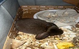 Mini Lop rabbits for sale: Baby girl mini lop - Advert 2