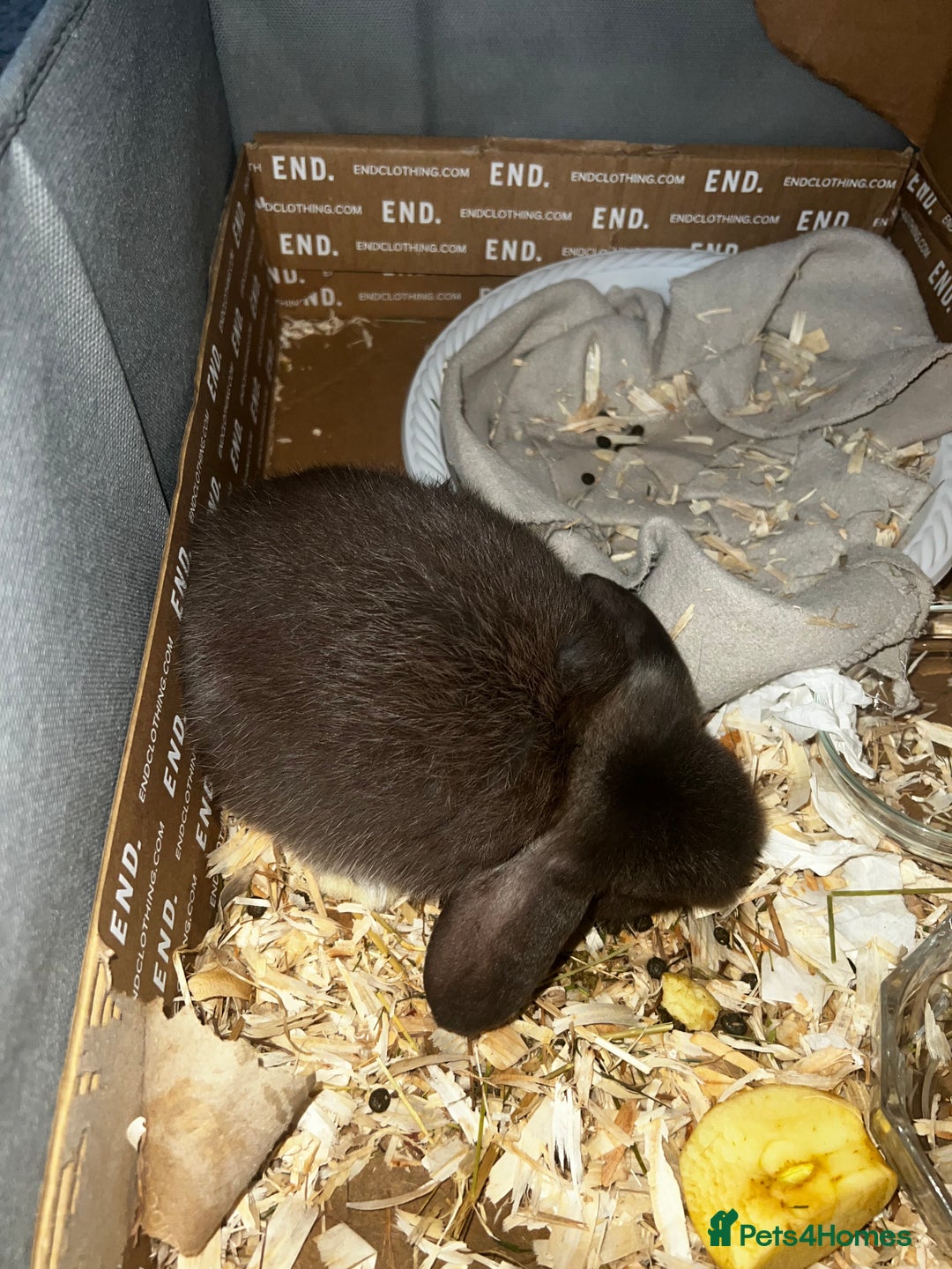 Mini Lop rabbits for sale: Baby girl mini lop - Advert 2