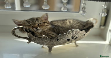 British Shorthair cats - Advert 15