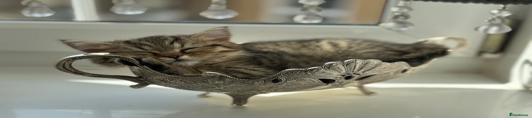 British Shorthair Kitten 1
