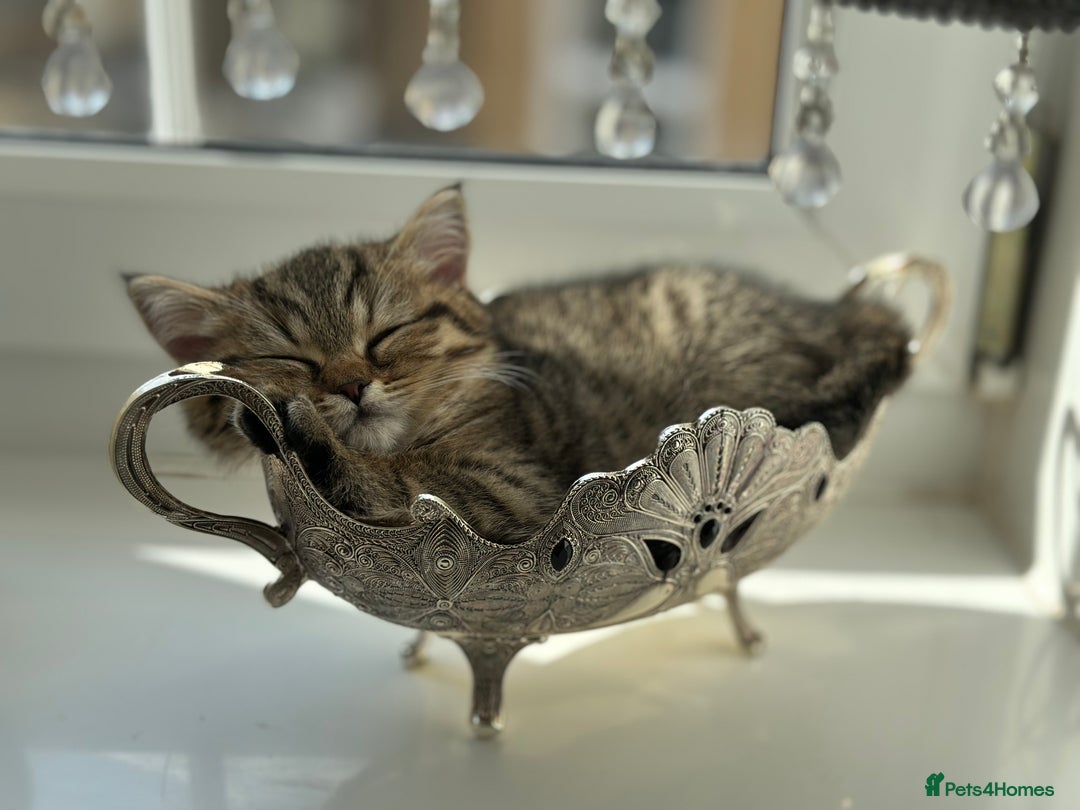 British Shorthair cats for sale: PERSIAN CHINCHILLA/BRITISH SHORTHAIR - Image 4