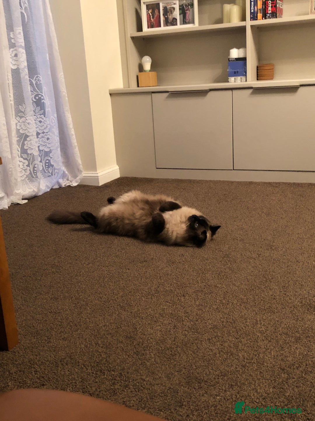 Ragdoll cats for sale: Sweet male ragdoll “Tedi” 5yo - Image 4