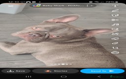 French Bulldog dogs for sale: Blue french bulldog  - Image 1