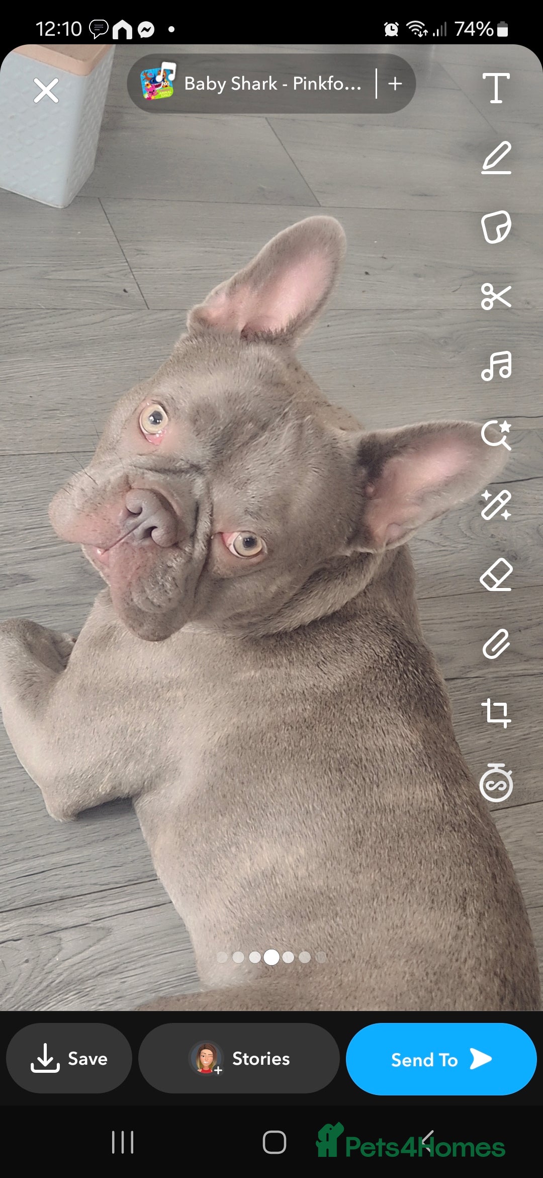 French Bulldog dogs for sale: Blue french bulldog  - Image 1