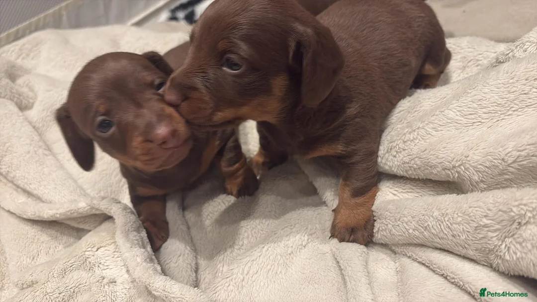 Miniature Dachshund dogs for sale: Adorable Dachshund Puppies available - Advert 1