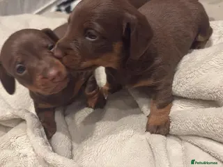Miniature Dachshund dogs Adorable Dachshund Puppies available - Advert 1