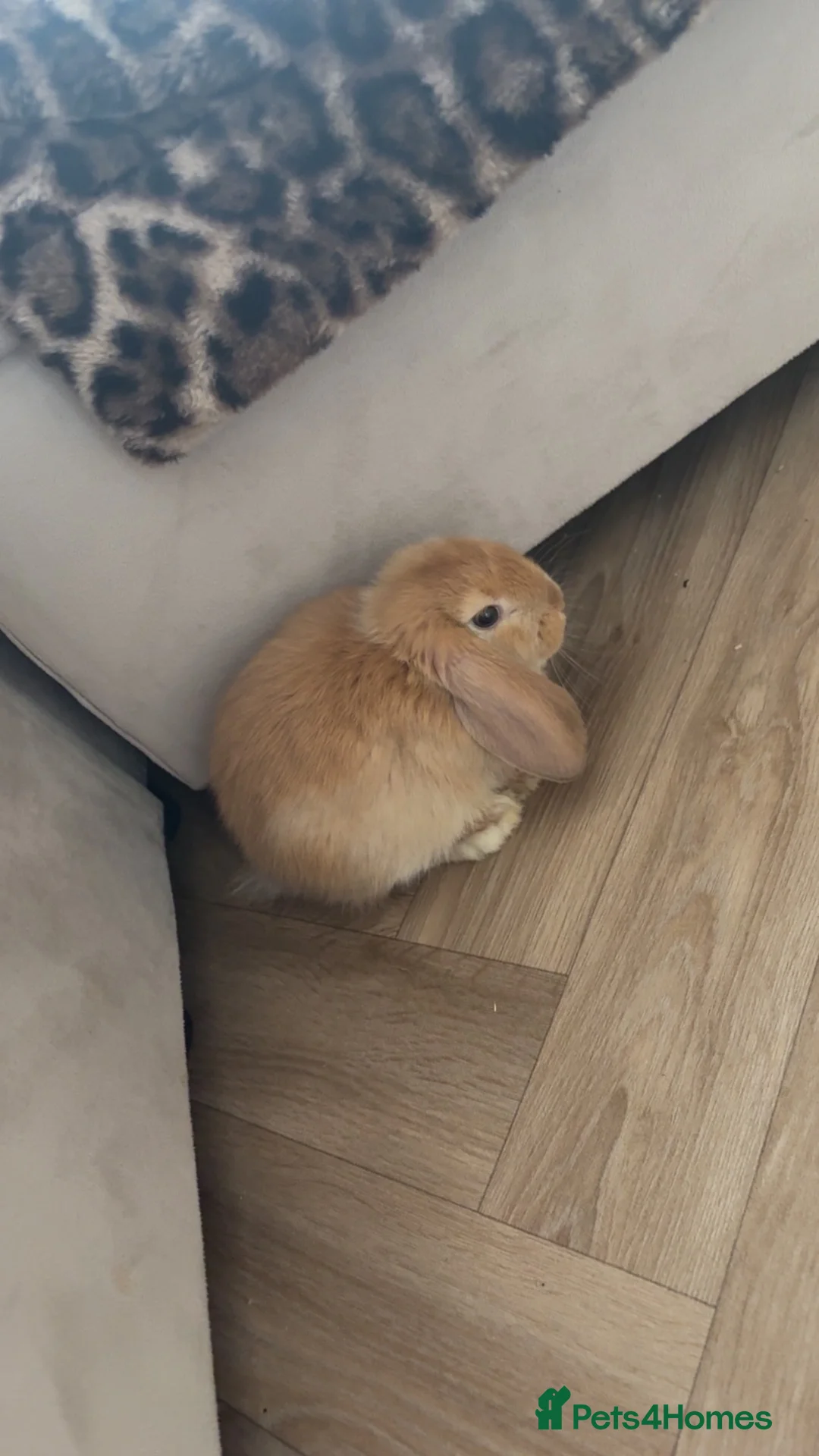Mini Lop rabbits for sale: Ginger/cream mini lop in Stockton-on-Tees - Advert 2
