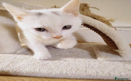 Domestic Shorthair cats for sale: Two female kittens looking for their forever homes - Image 4