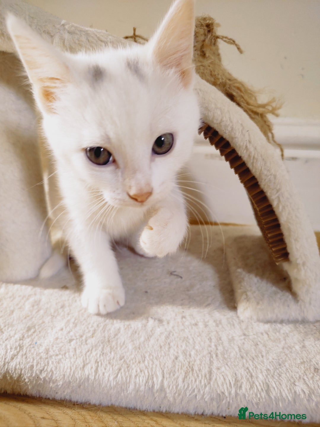 Domestic Shorthair cats for sale: Two female kittens looking for their forever homes - Image 4