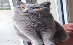 British Shorthair cats for sale: GORGEOUS BSH Kittens - Image 13