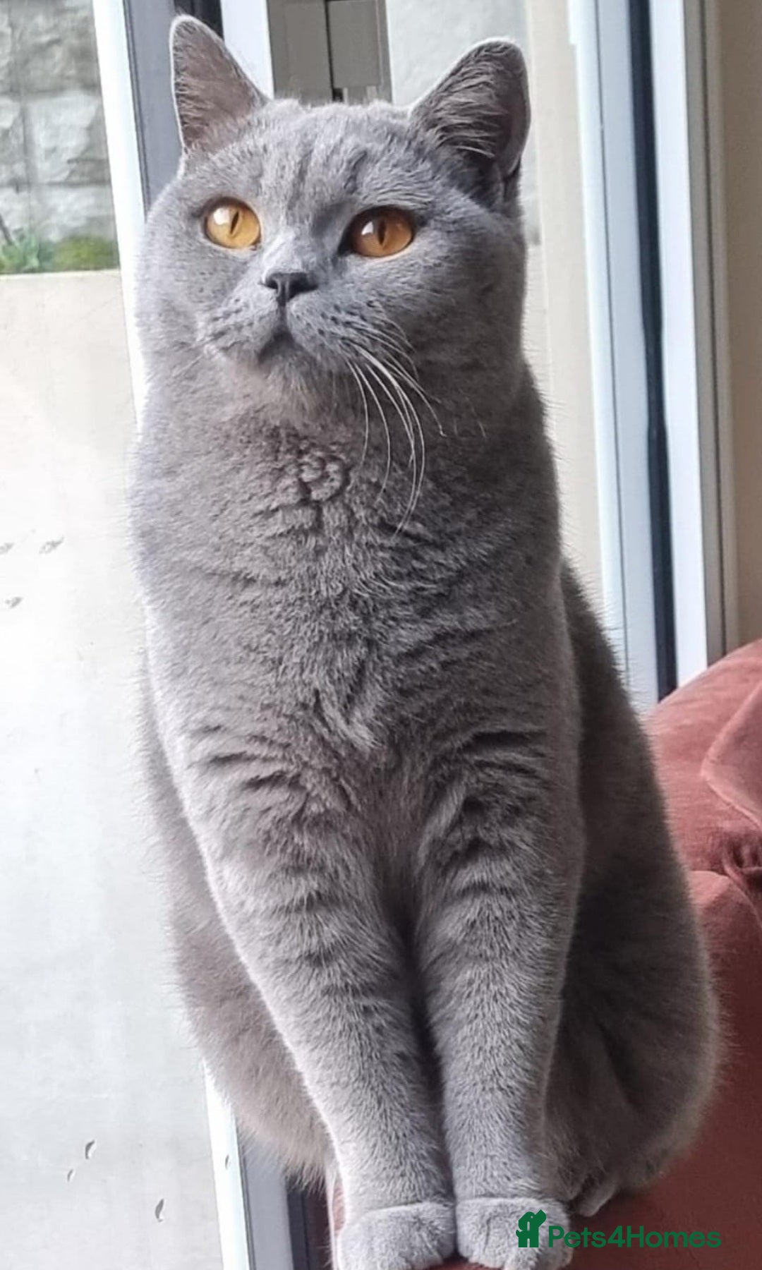 British Shorthair cats for sale: GORGEOUS BSH Kittens - Image 13
