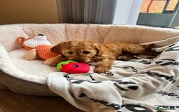 Cockapoo dogs for sale: ✨️  F1B Cockapoo Puppies 1 reserved ✨️ - Image 11