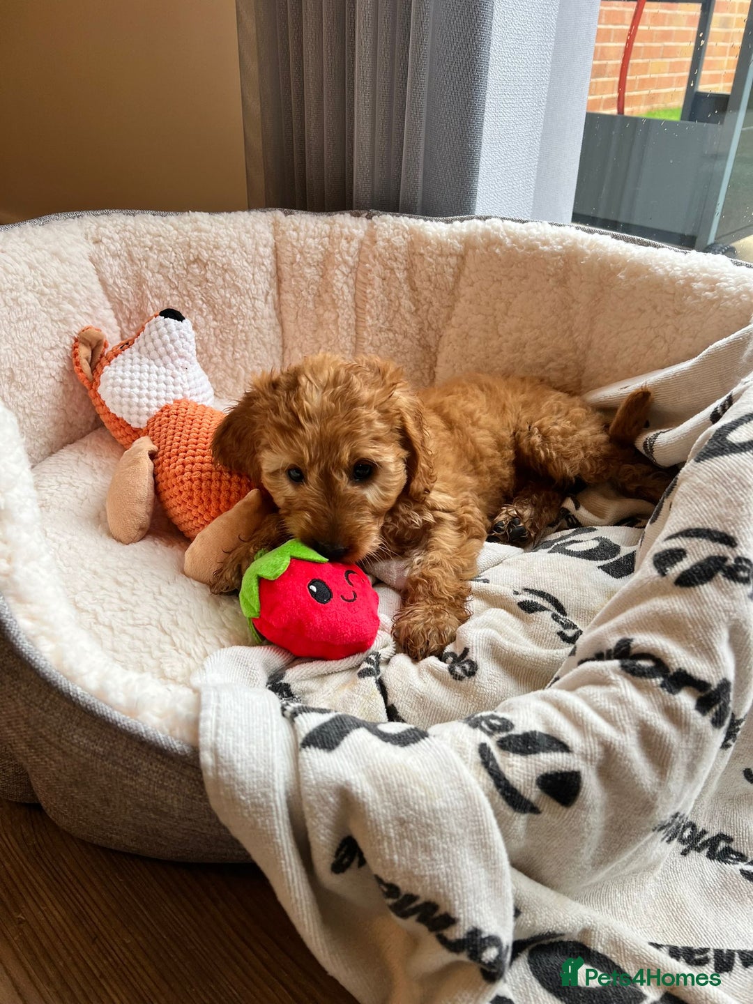 Cockapoo dogs for sale: ✨️  F1B Cockapoo Puppies 1 reserved ✨️ - Image 11