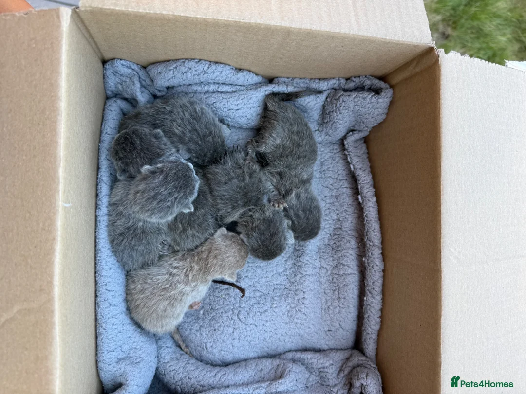 British Shorthair cats for sale: X5 Blue British Shorthair  in Lichfield - Advert 1