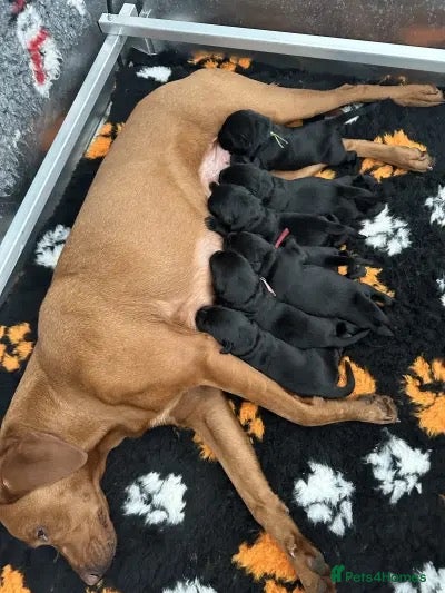 Labrador Retriever dogs Rosie's Litter Of Black Puppies - Advert 2