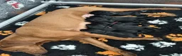 Labrador Retriever dogs for sale: Rosie's Litter Of Black Puppies - Advert 2