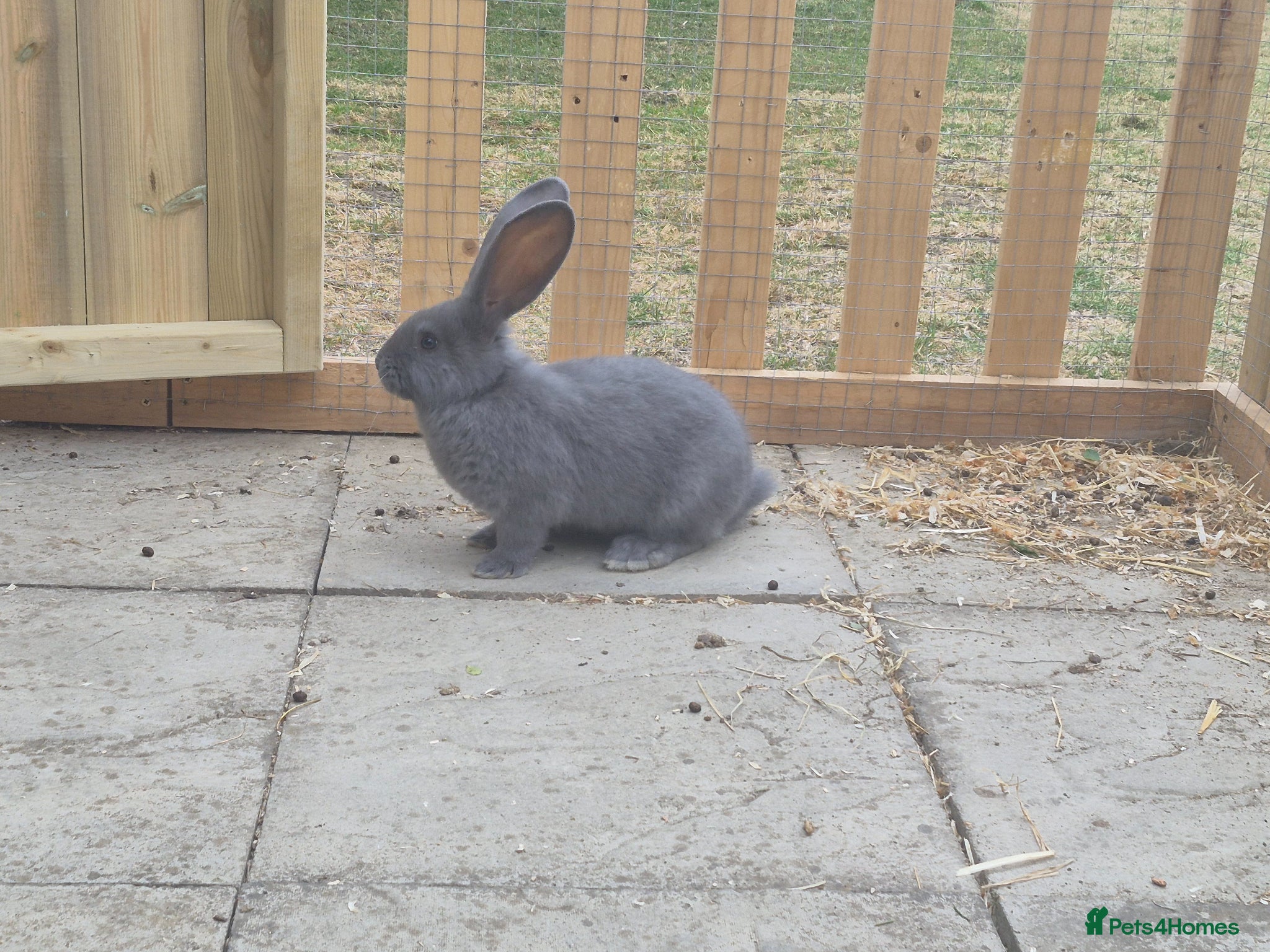 Continental Giant rabbits Baby giant continental rabbits  - Advert 1