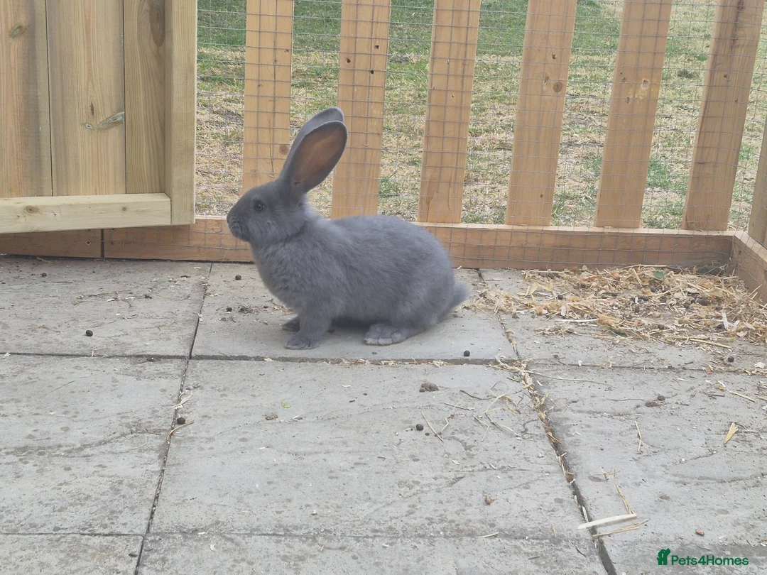 Continental Giant rabbits for sale: Baby giant continental rabbits  - Advert 1