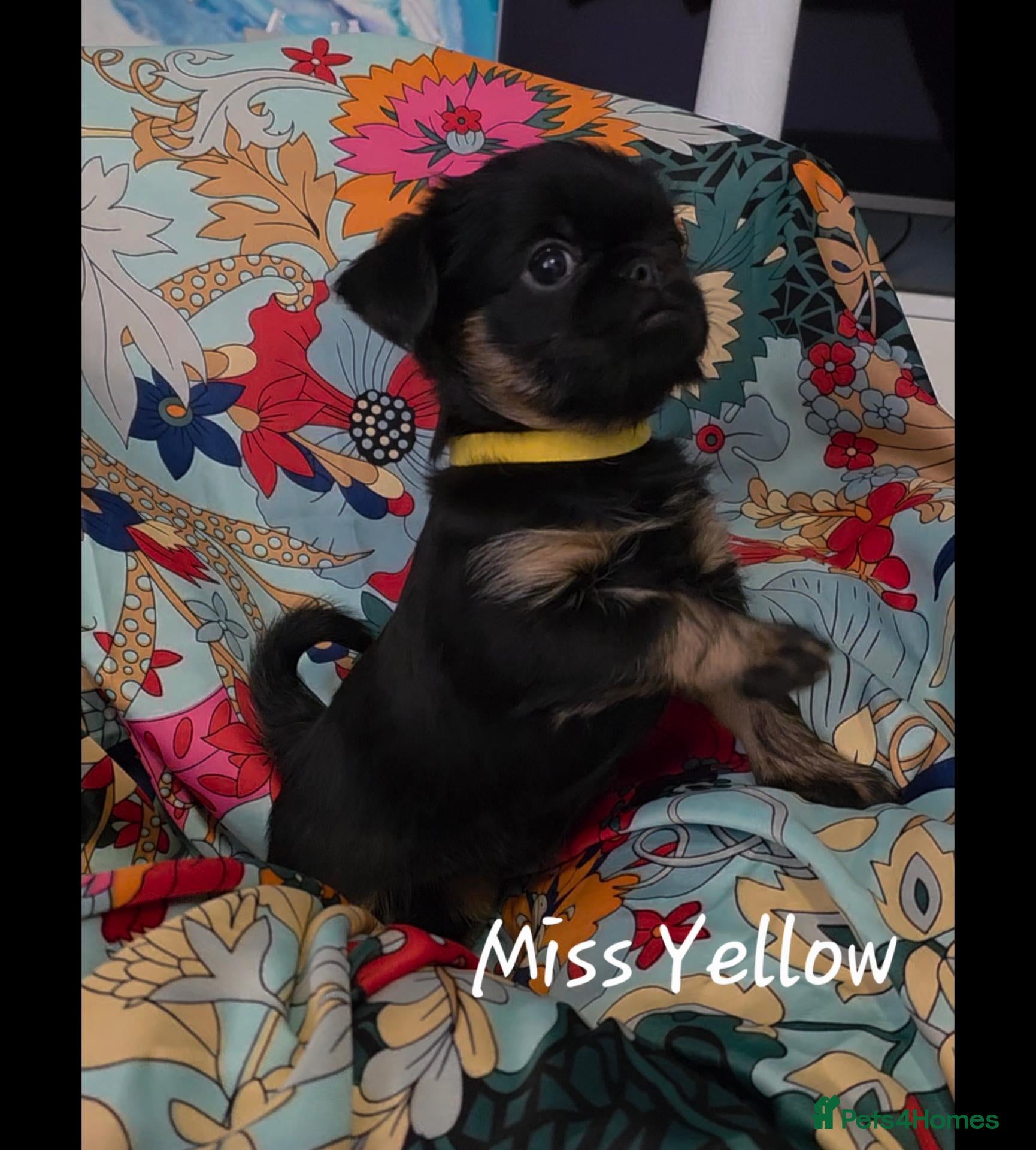 Griffon Bruxellois dogs Stunning Griffon Bruxellois puppies KC registered - Advert 2