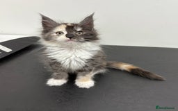 Maine Coon cats for sale: Stunning TICA REGISTERED Maine Coon kittens  - Image 10